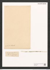 Surirella arcta A. Schm. (de-Toni-Nr.: Genus 53, Species 2390) Zeichnungen Sammlung Grunow (NHMW-BOT-W0372942)